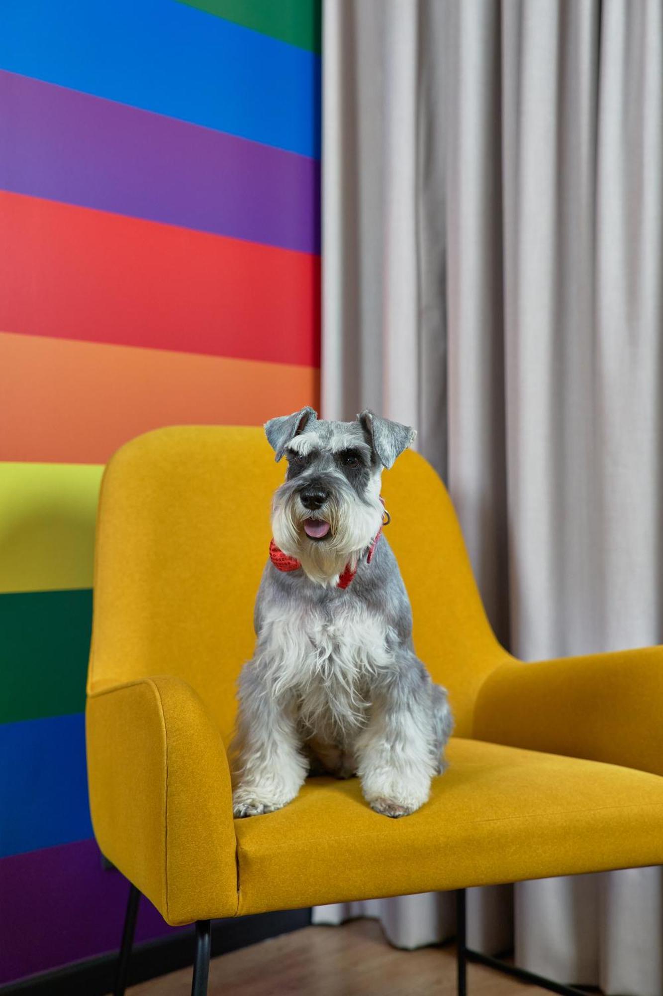 Pullman Santiago Vitacura ภายนอก รูปภาพ Schnauzer