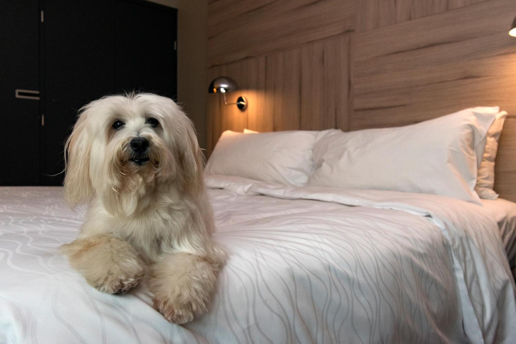 Pullman Santiago Vitacura ภายนอก รูปภาพ A Bolognese