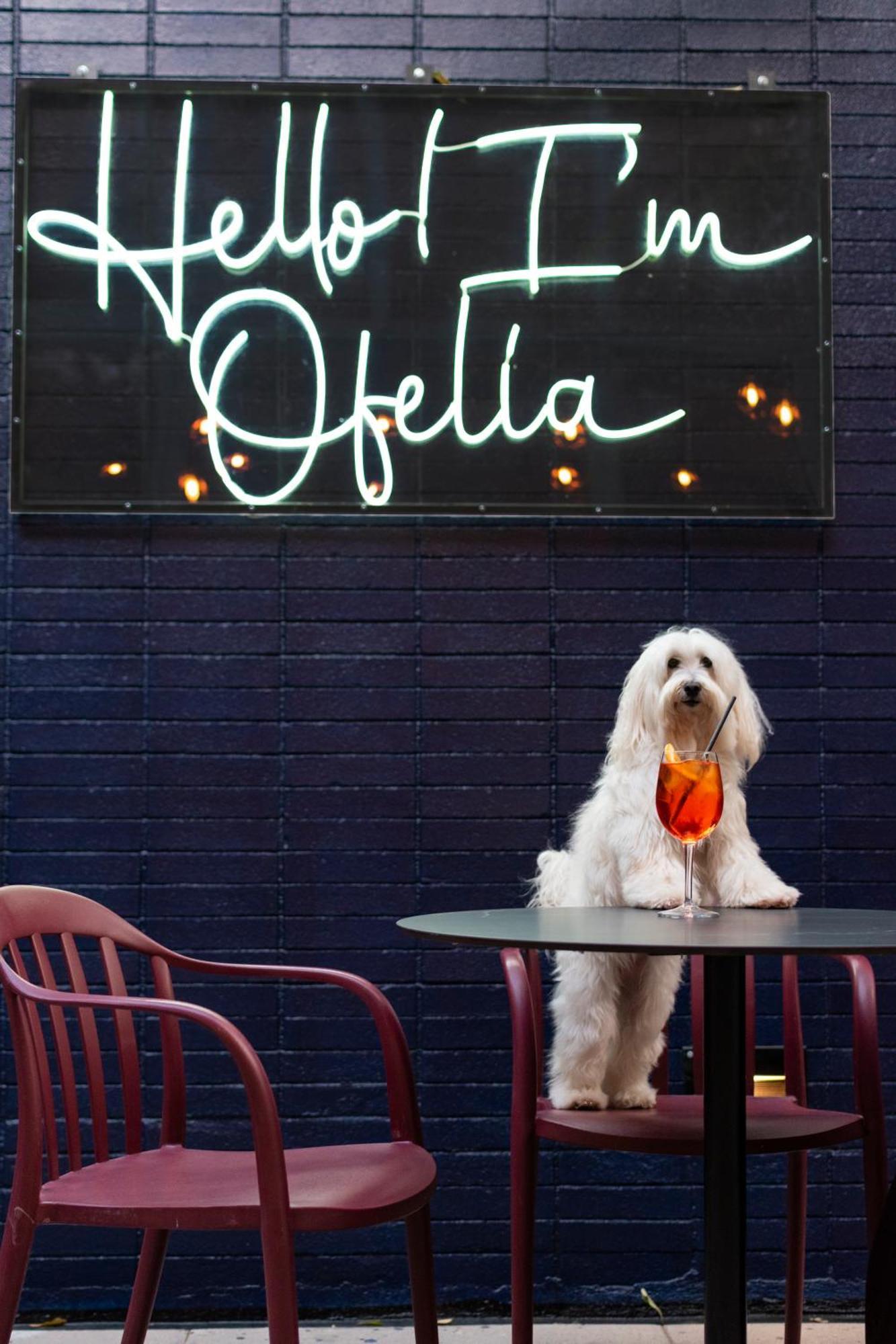Pullman Santiago Vitacura ภายนอก รูปภาพ A dog at the bar